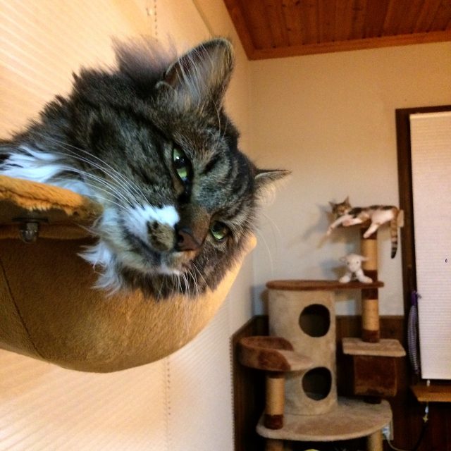 体重ログ