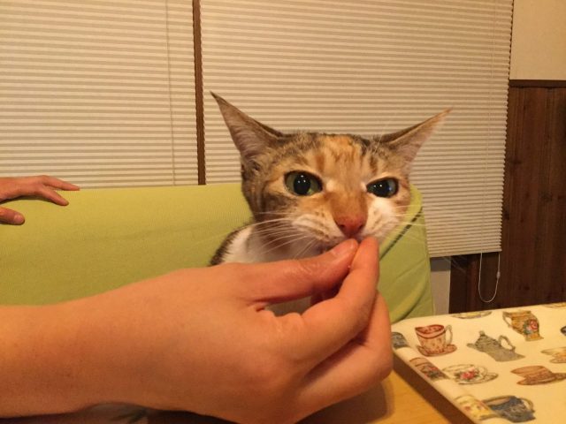 体重ログ