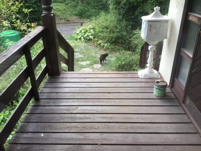 枝拾いと薪づくりと黒猫