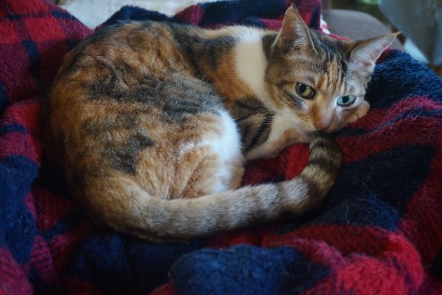 猫の膀胱炎