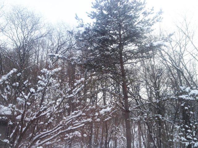 片栗粉のような雪