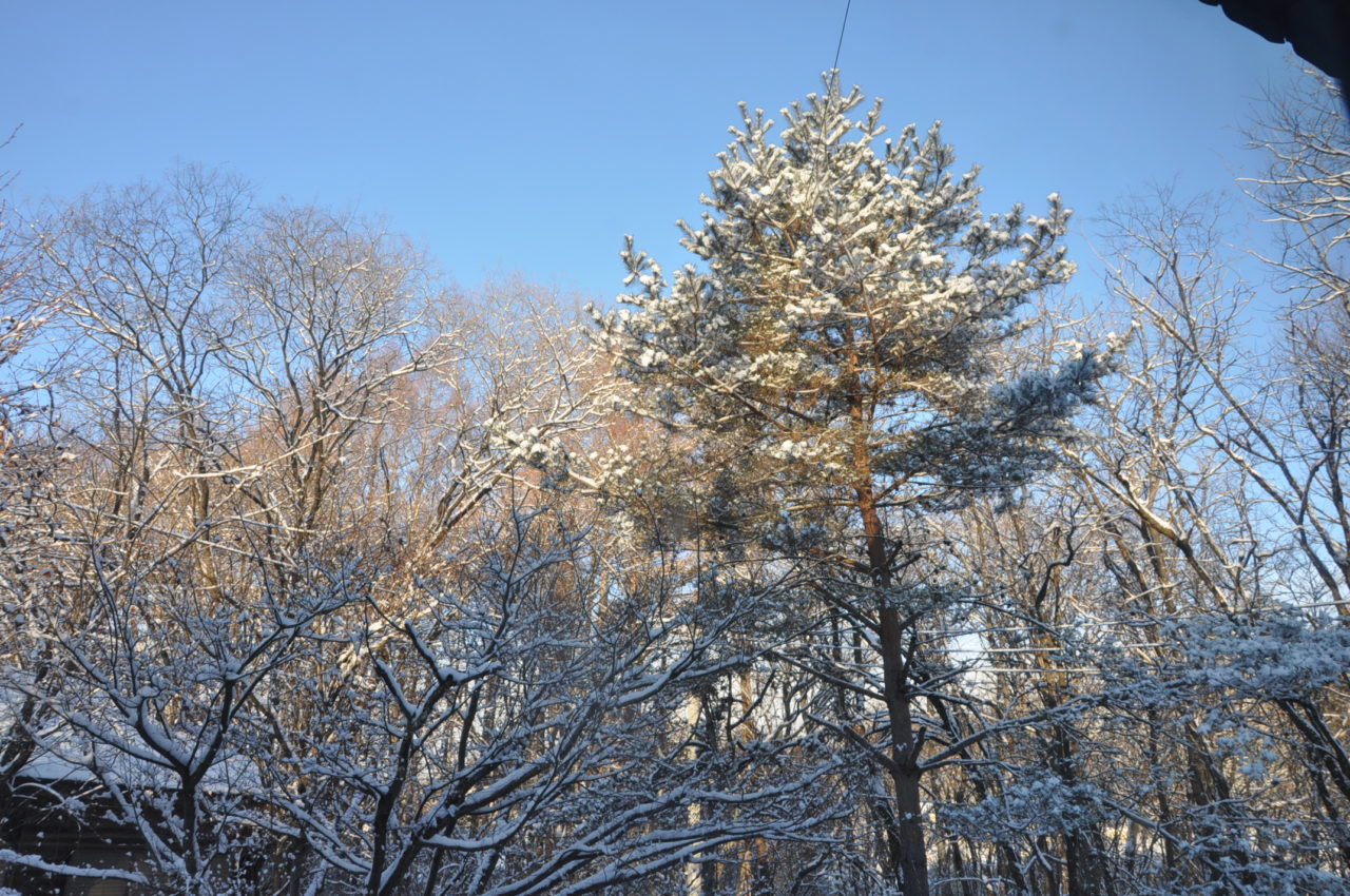 添削とバグフィックス