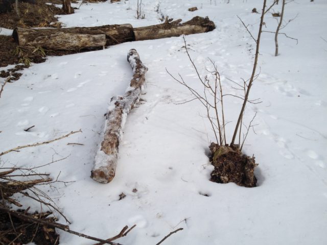 年金の付加保険料と倒木の運搬