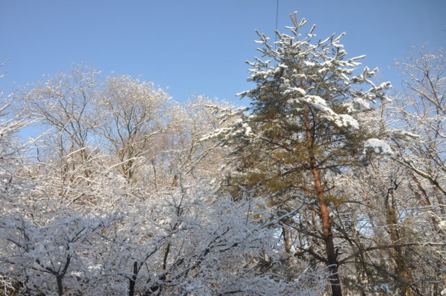 早朝限定の銀世界