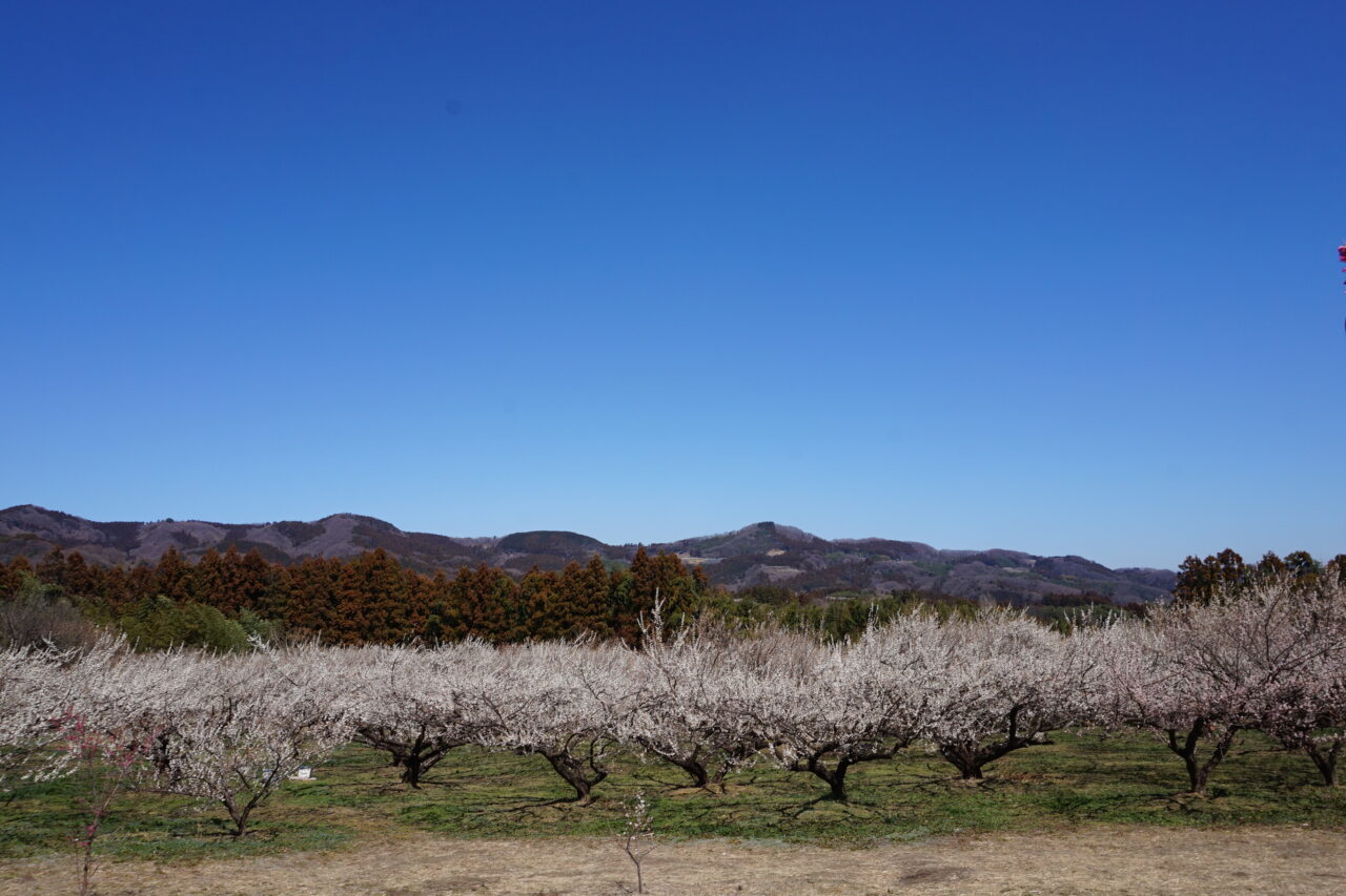 秋間梅林と碓氷峠