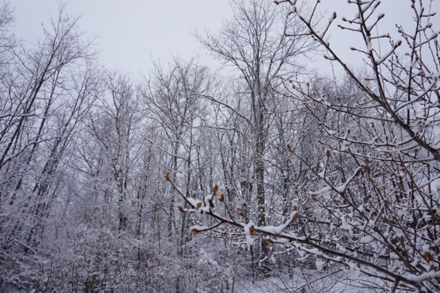 0℃は氷点下か？