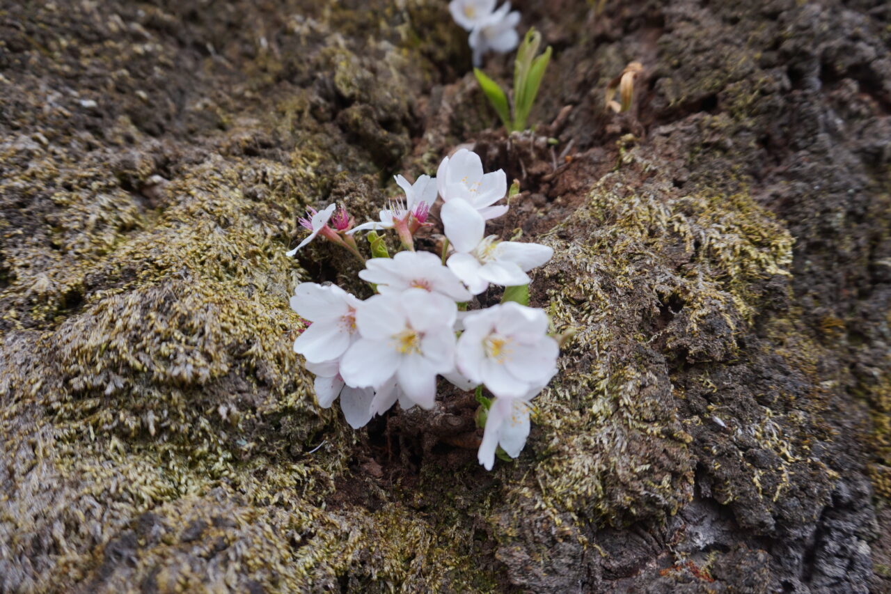 赤城南面千本桜