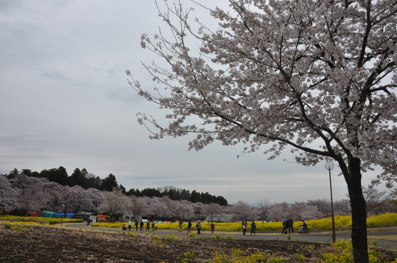 赤城南面千本桜