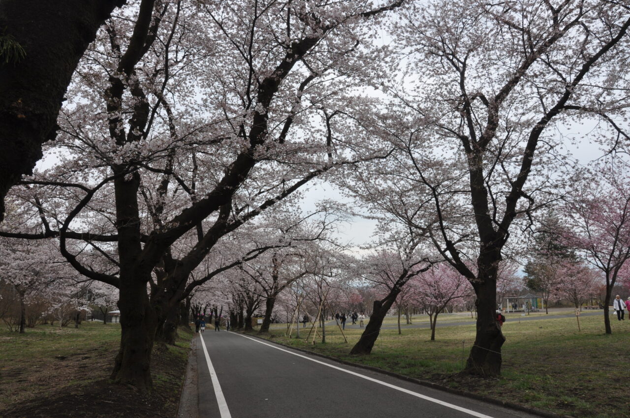 赤城南面千本桜