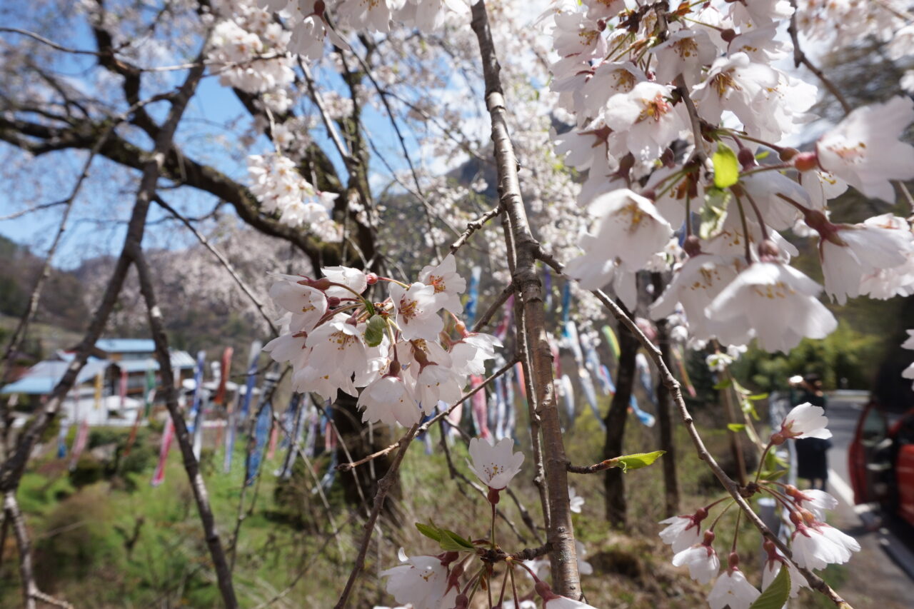 榛名神社・榛名湖・伊香保温泉の石段街・チャツボミゴケ公園