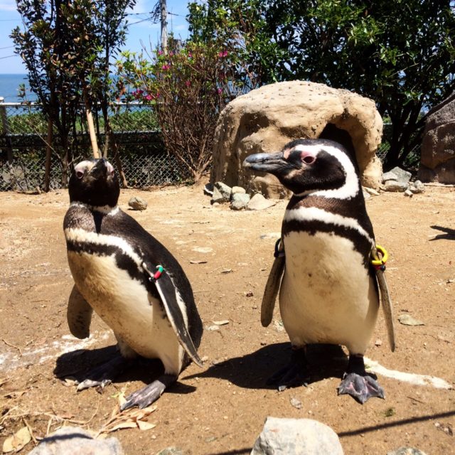 上越市立水族博物館 うみがたり