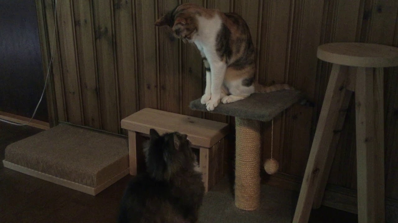 猫の殴り合い