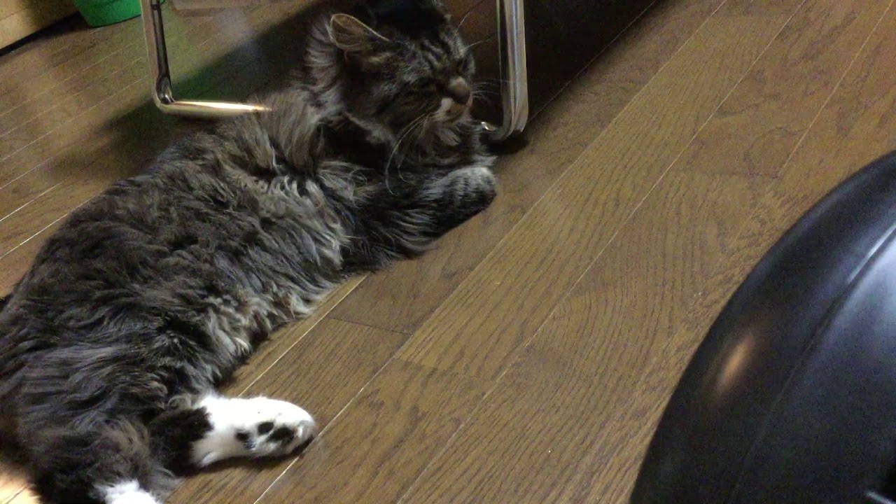 扇風機と猫