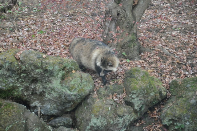 タヌキとニホンカモシカ