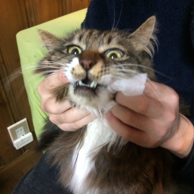 猫の歯磨き