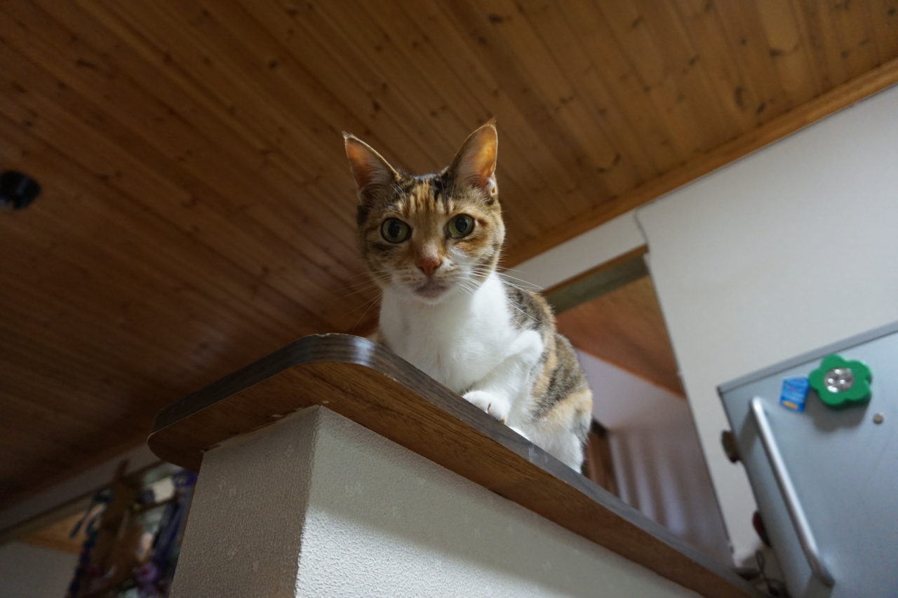 小さな猫 小さな猫