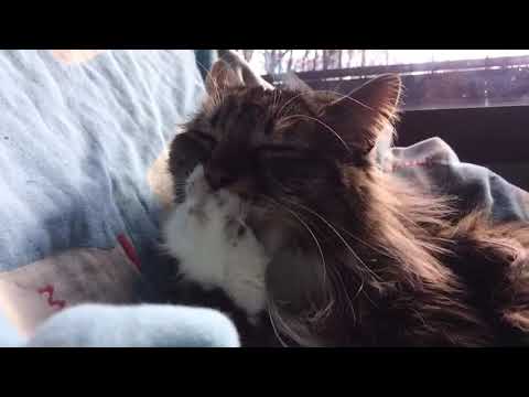 肉球を舐める猫