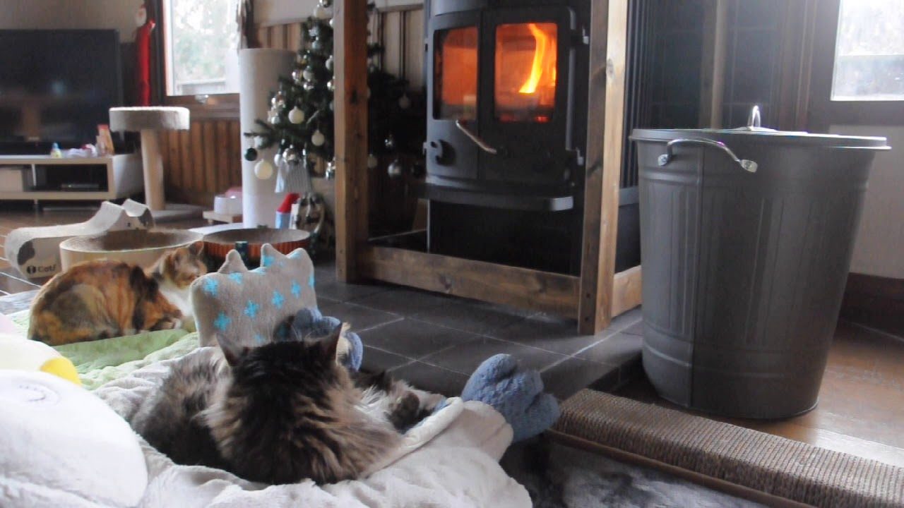 薪ストーブでくつろぐ猫
