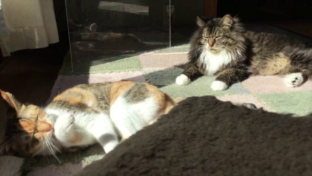 日向でくつろぐ二匹の猫