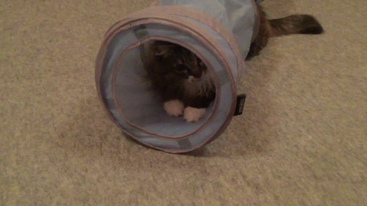 猫じゃらしで遊ぶ猫