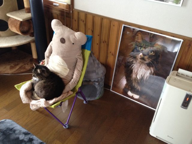 ぬいぐるみの膝に乗る猫