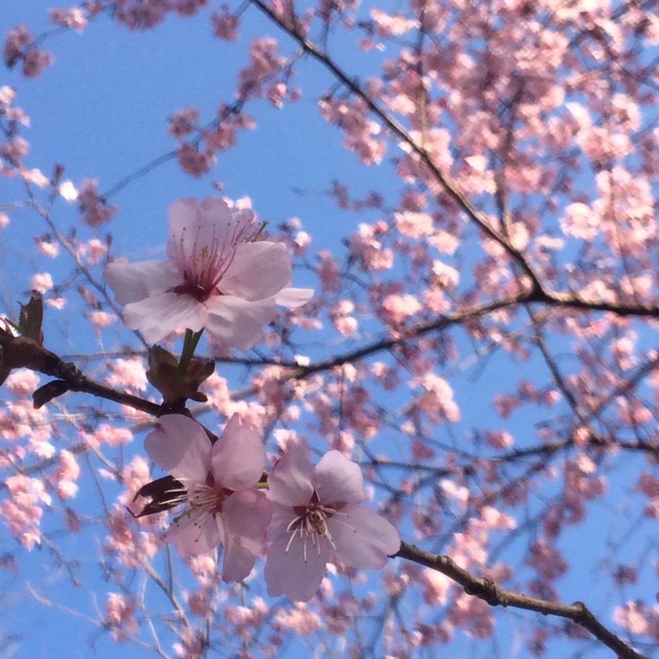 庭の桜が満開