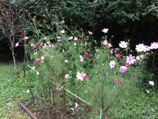 コスモス