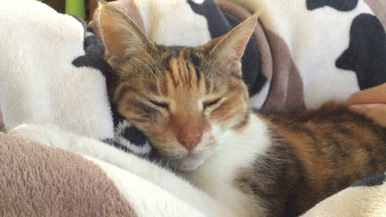 小さな猫が寝る瞬間