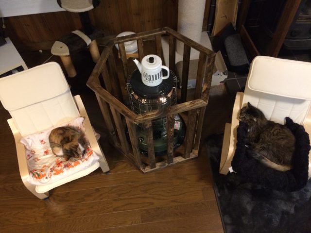 冬季の猫