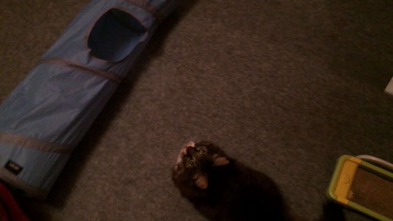 ねこじゃらしで遊ぶ猫