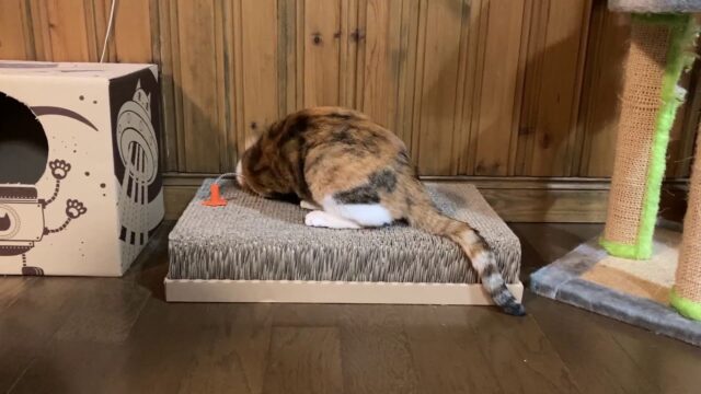 バネのおもちゃで遊ぶ猫