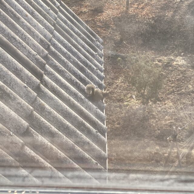 屋根駆けるリス