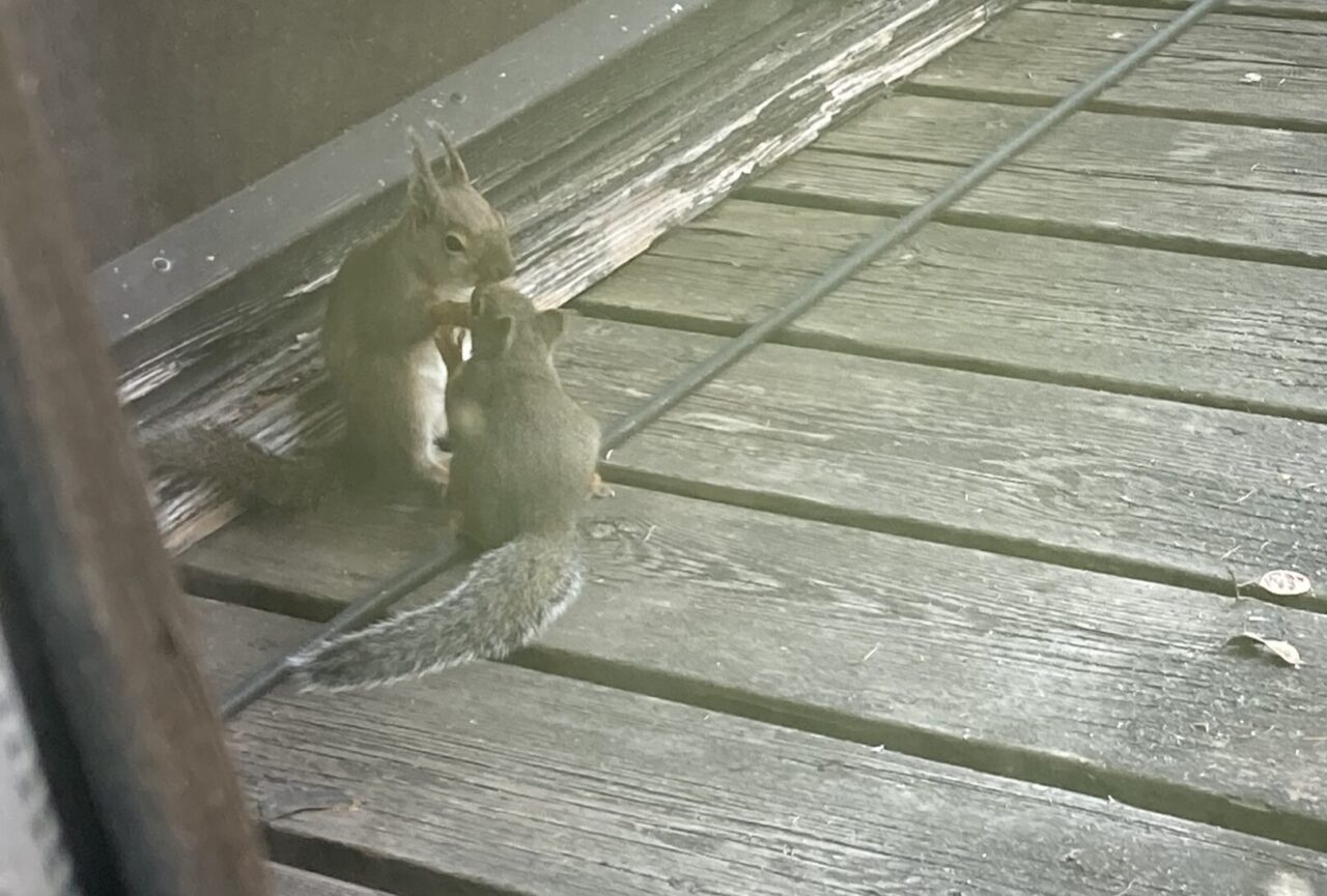 ニホンリスの巣立ち