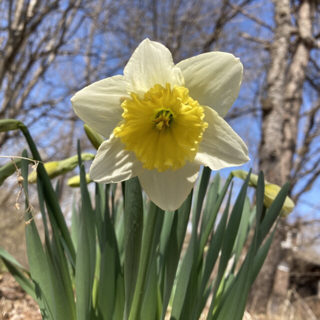 スイセンとツリガネスイセン