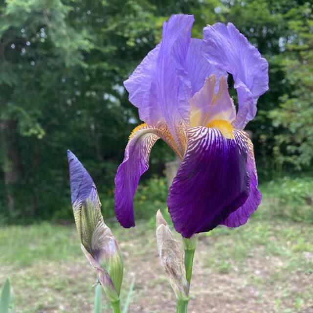 ドイツアヤメ（ジャーマンアイリス）