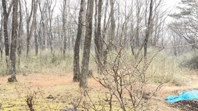 庭で降った雪と桜