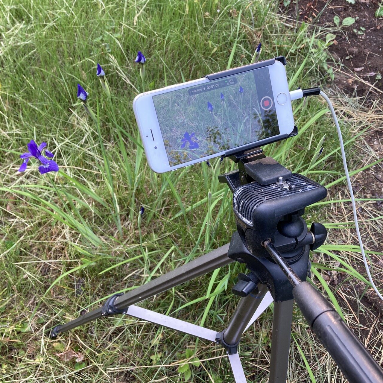 iPhoneでアヤメの開花を撮影