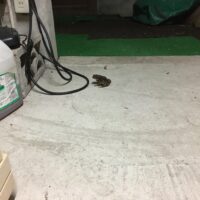 ガレージの蛙