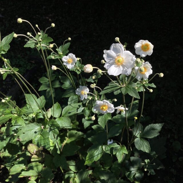 シュウメイギク