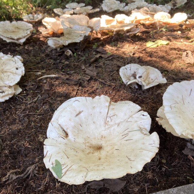 オオイチョウタケ