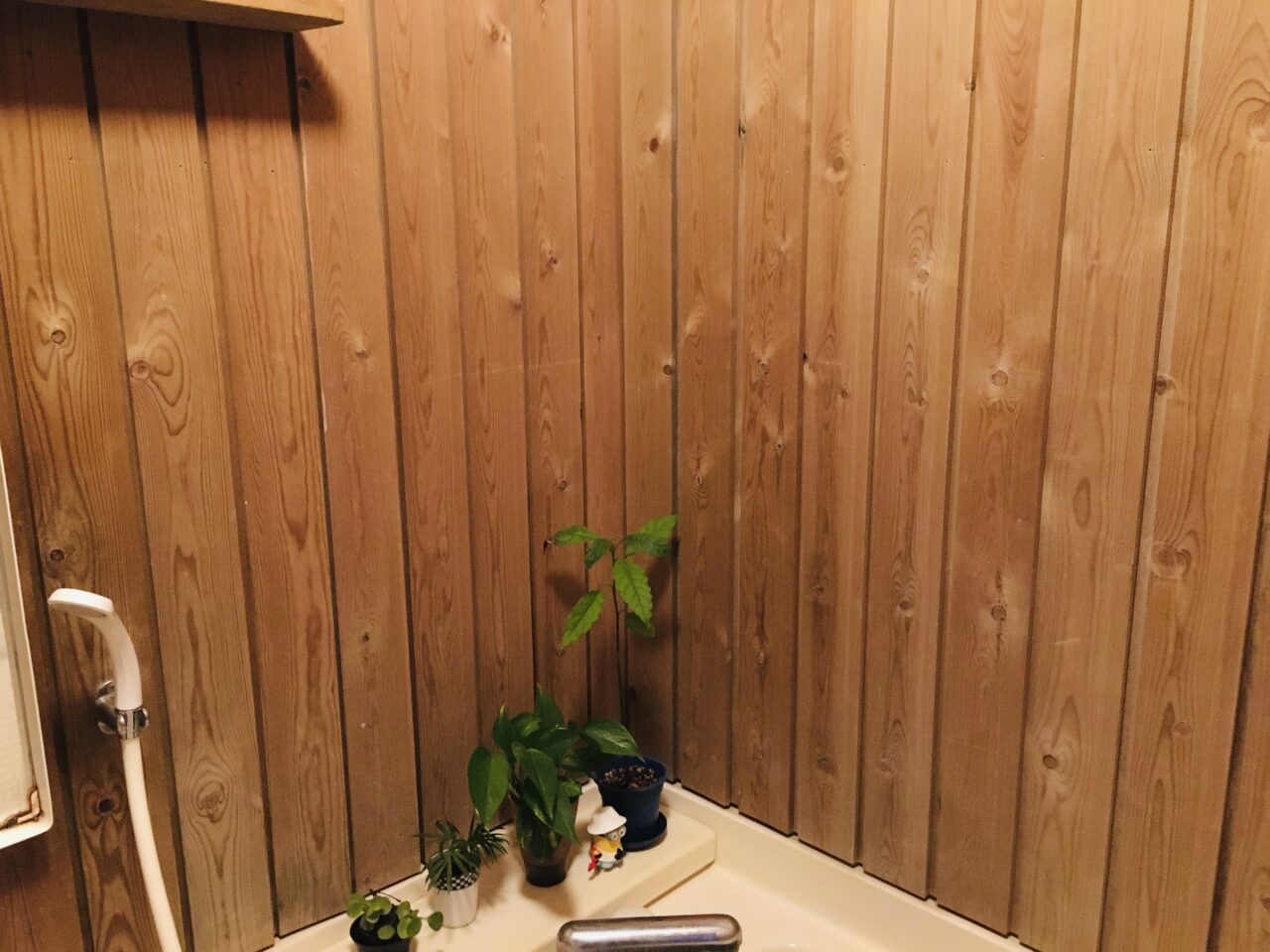 浴室の植物