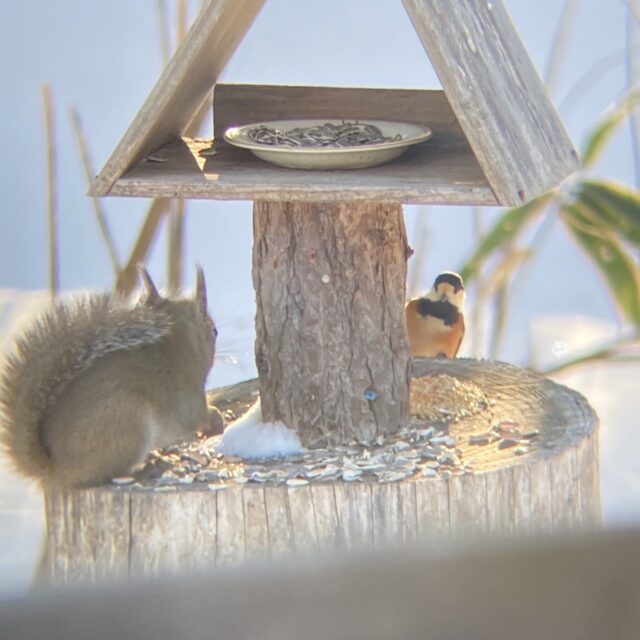 リスが気になるヤマガラ