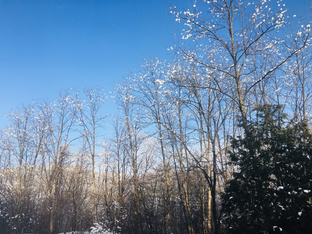 青空と雪持ち