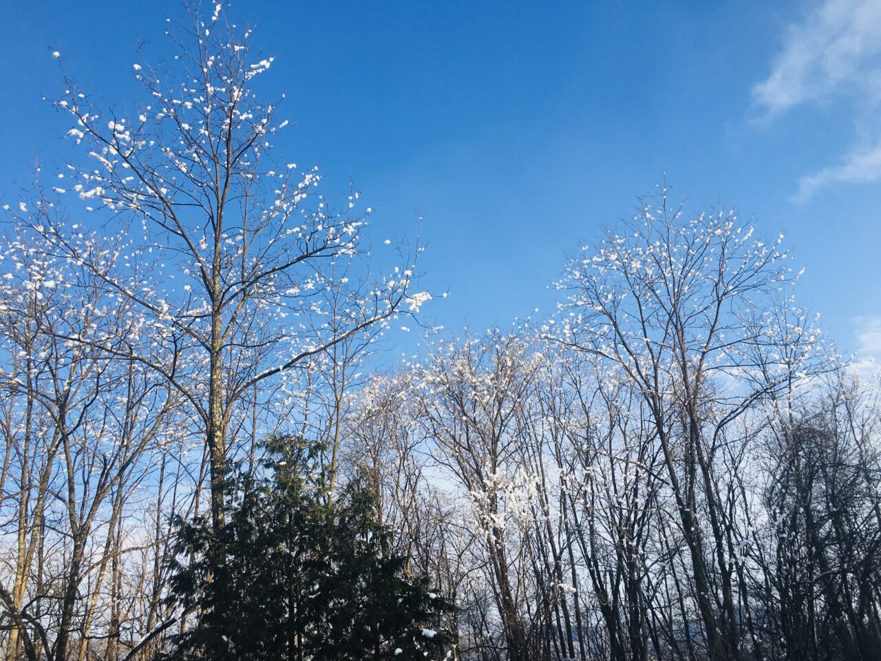 青空と雪持ち