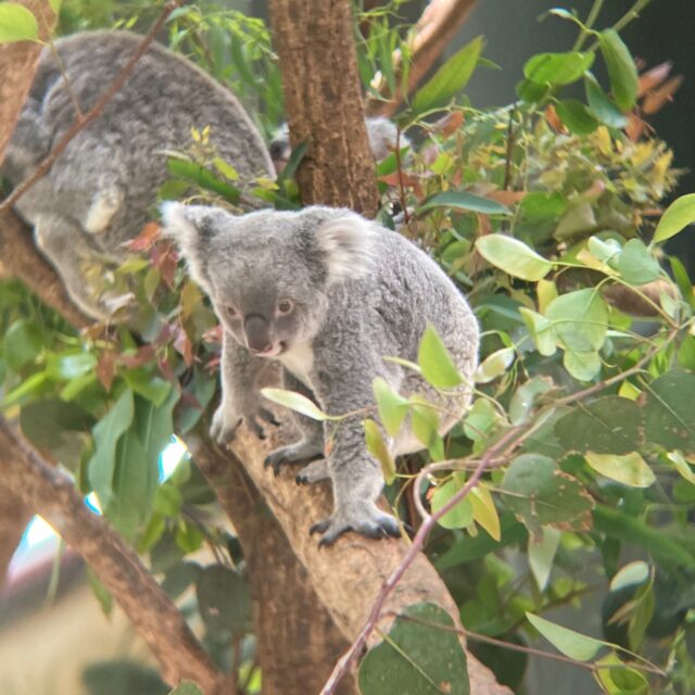 埼玉県こども動物自然公園