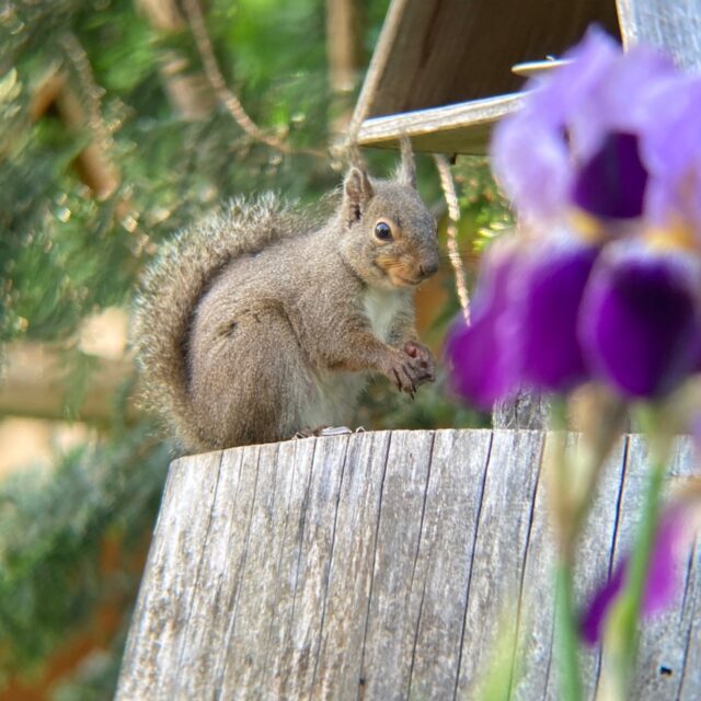 庭の花とニホンリス