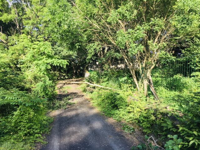 倒れたエンジュとタラノキの伐採