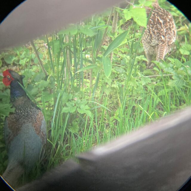 庭をうろつくキジ