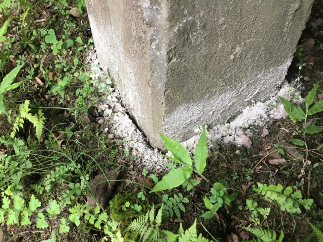 蟻の忌避剤を散布するタイミングについて