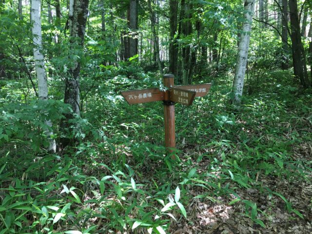 八ヶ岳からの六本木